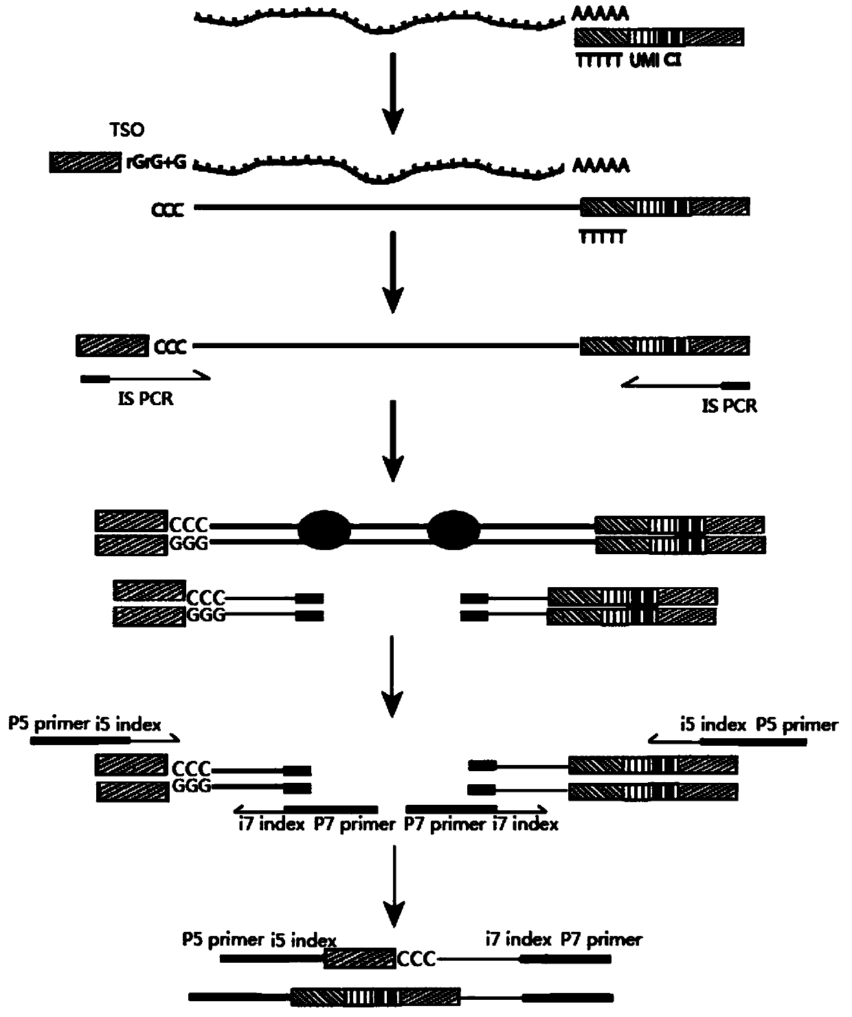 Single cell transcript isomer sequencing analysis method and kit