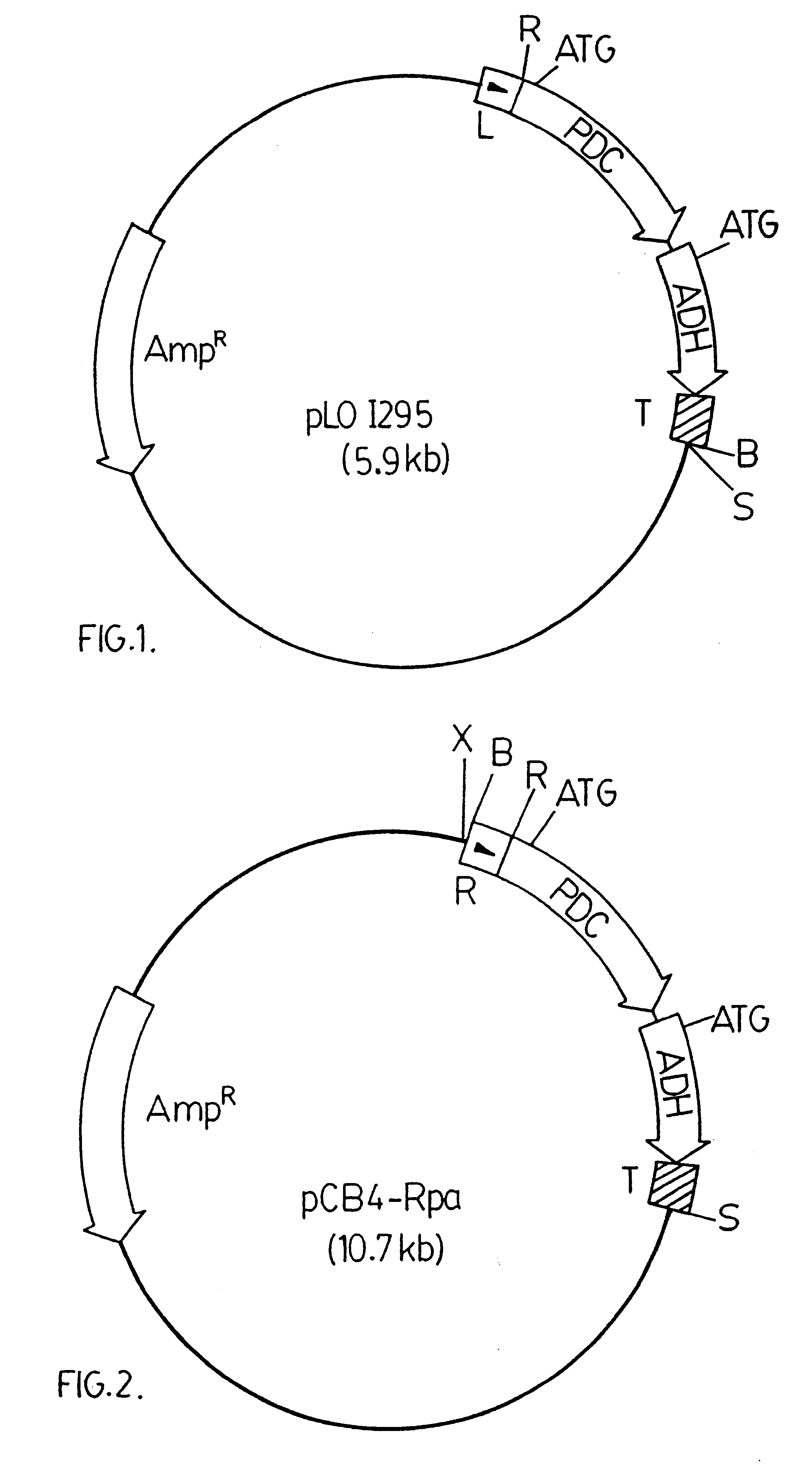 Genetically modified cyanobacteria for the production of ethanol, the constructs and method thereof