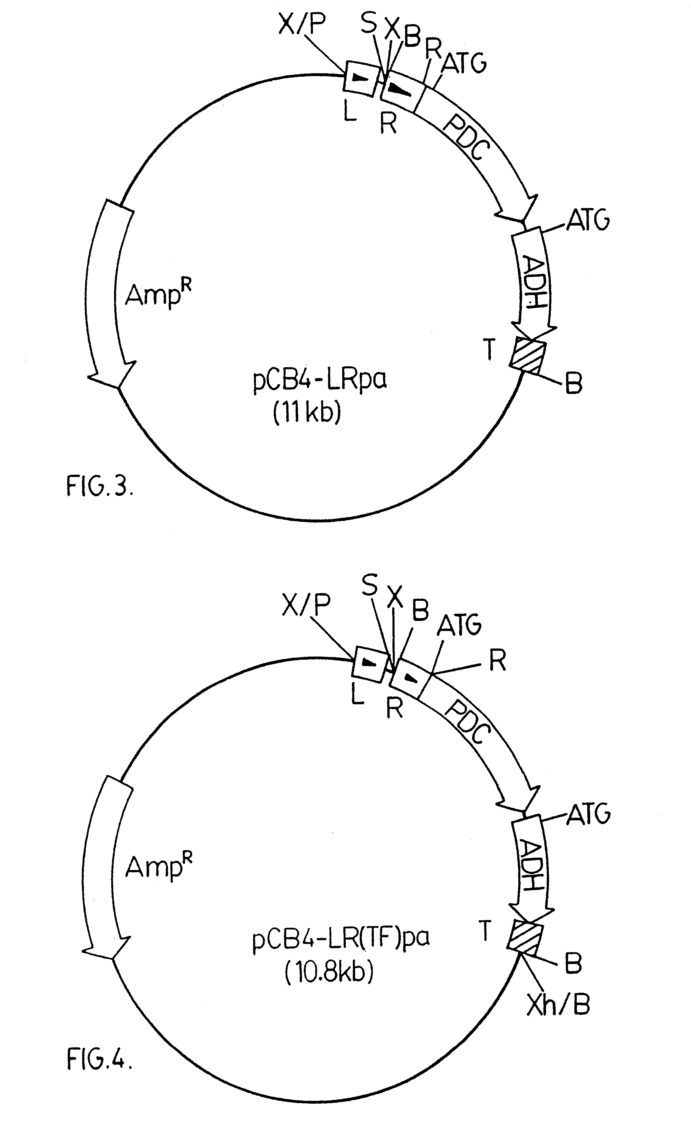 Genetically modified cyanobacteria for the production of ethanol, the constructs and method thereof