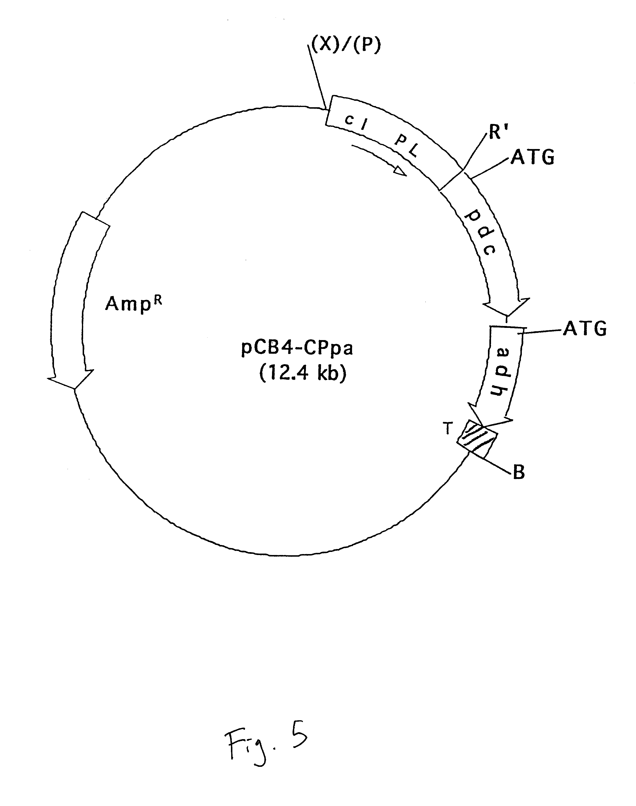 Genetically modified cyanobacteria for the production of ethanol, the constructs and method thereof