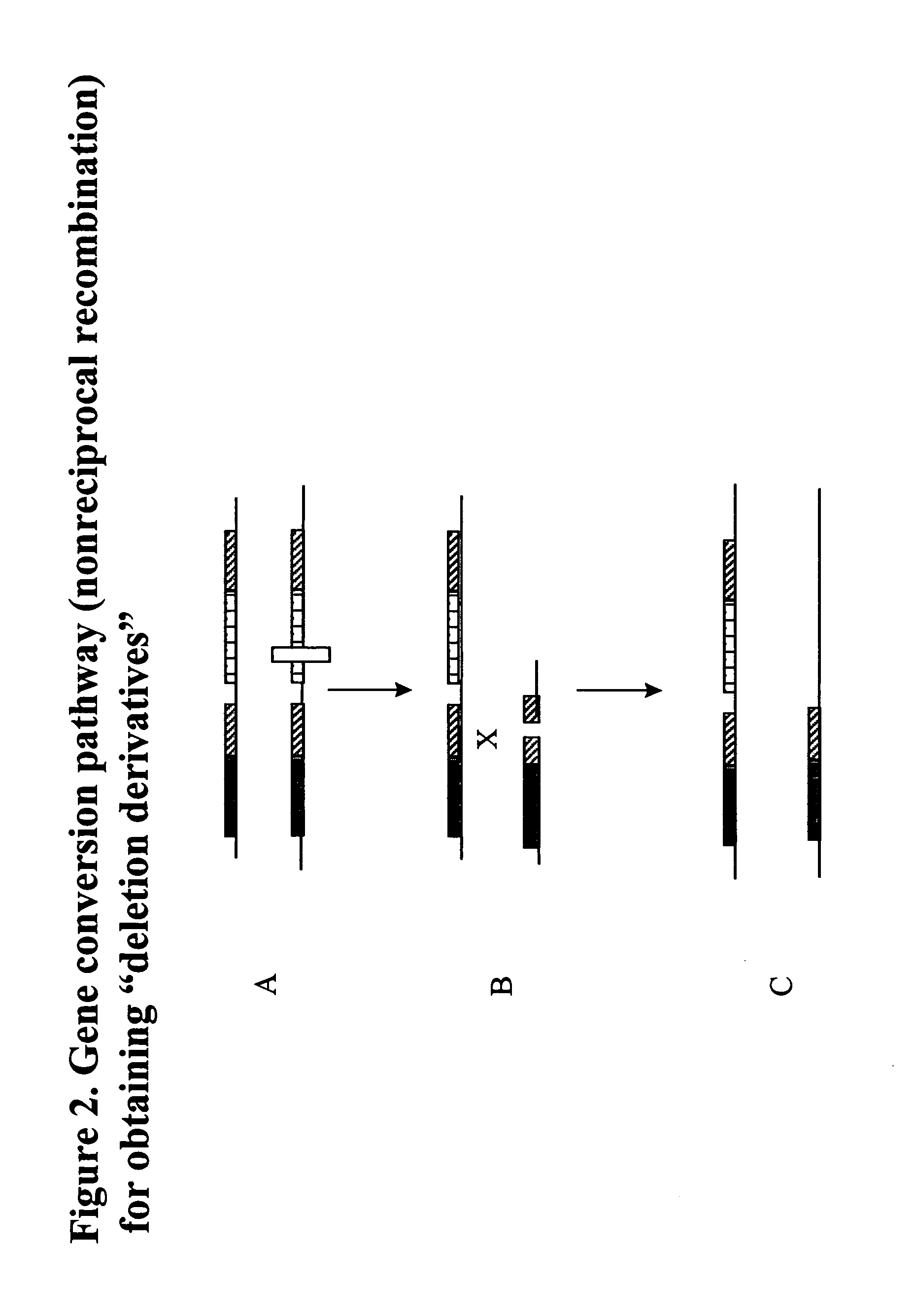 Homologous recombination-mediated transgene deletion in plant cells