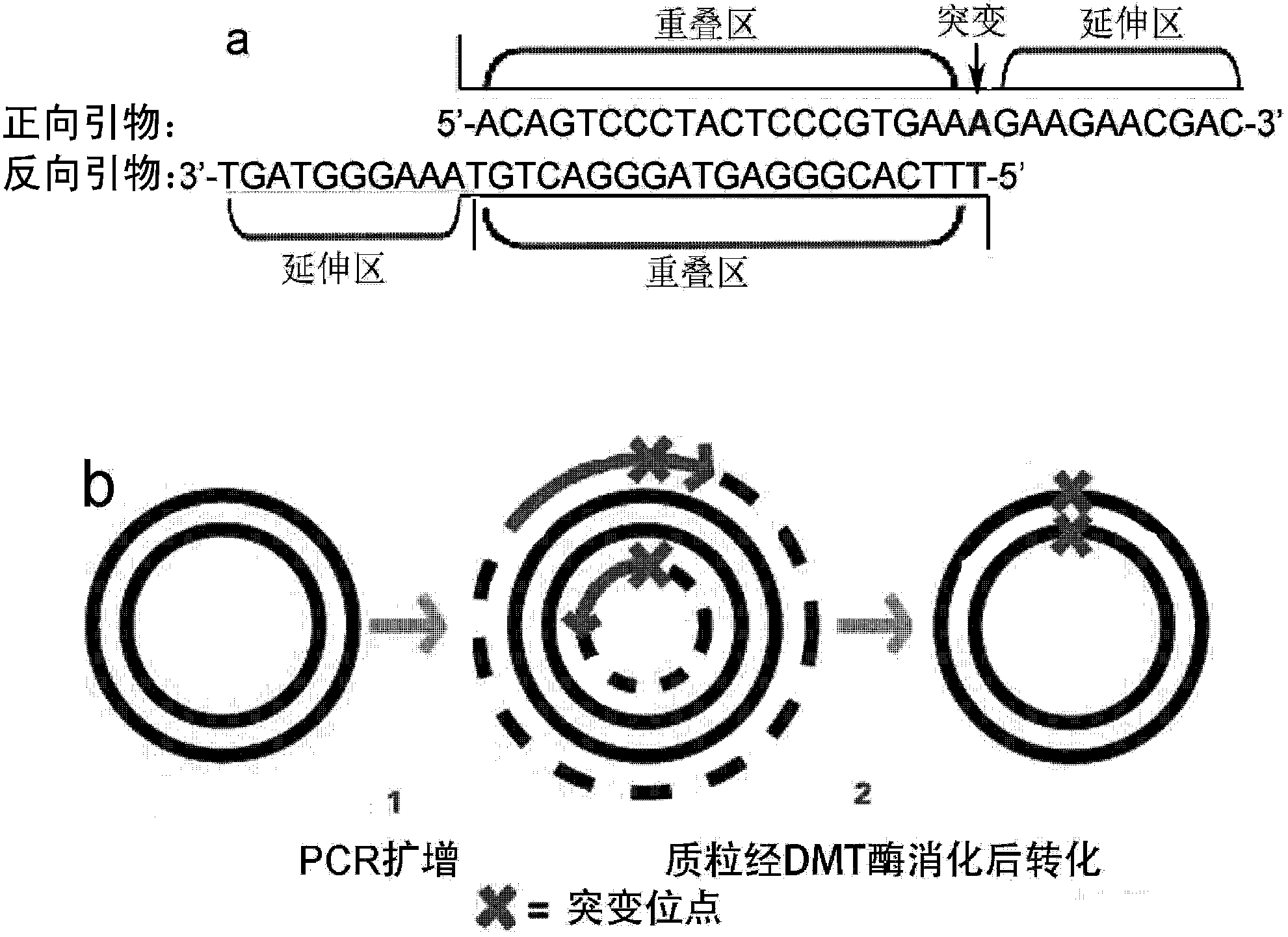 Acetylcholine esterase mutant and application thereof