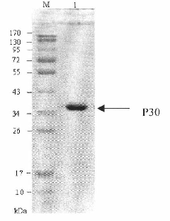 Competitive ELISA kit for detecting african swine fever virus antibody and purposes thereof