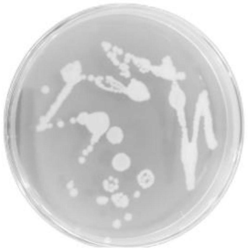 Bacillus cereus X-32 with high yield of C21 steroid compound and application of bacillus cereus X-32