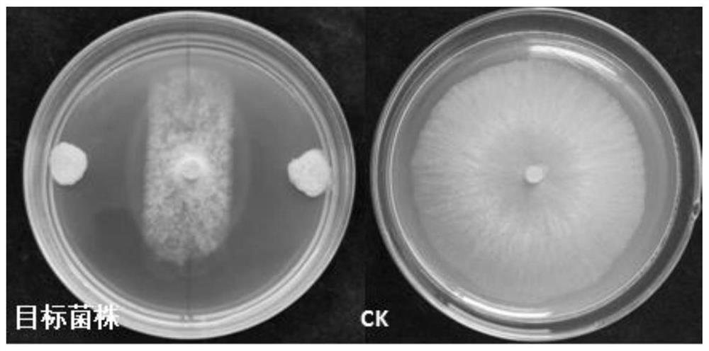 Paenibacillus terrae for preventing and treating gray mold of paris polyphylla and application of paenibacillus terrae