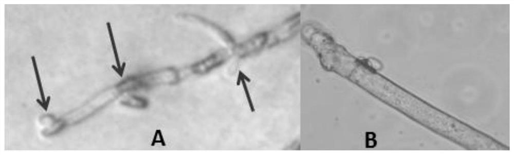 Paenibacillus terrae for preventing and treating gray mold of paris polyphylla and application of paenibacillus terrae