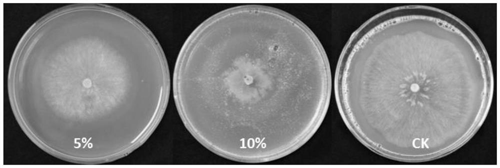 Paenibacillus terrae for preventing and treating gray mold of paris polyphylla and application of paenibacillus terrae