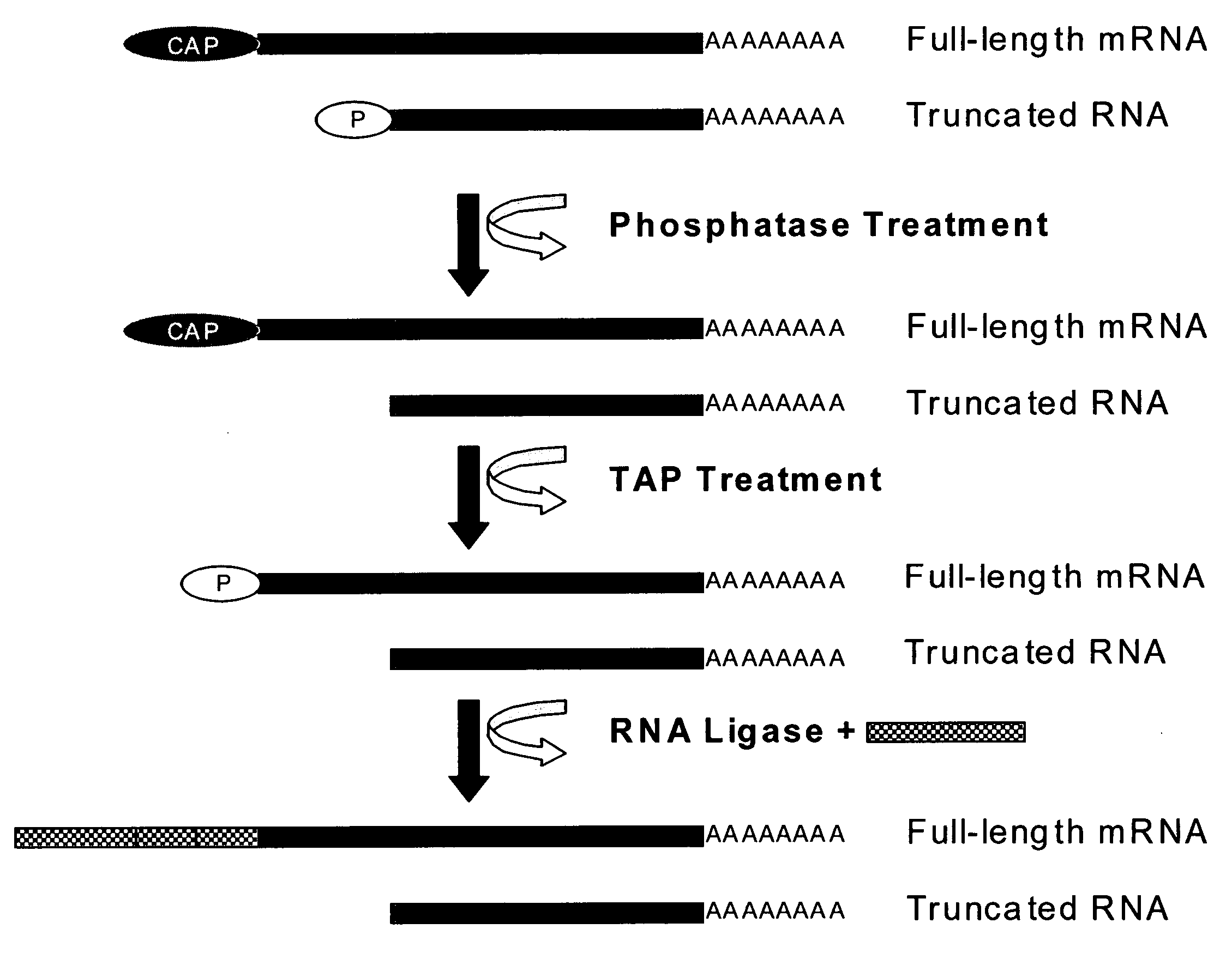 Method for modifying RNAS and preparing DNAS from RNAS