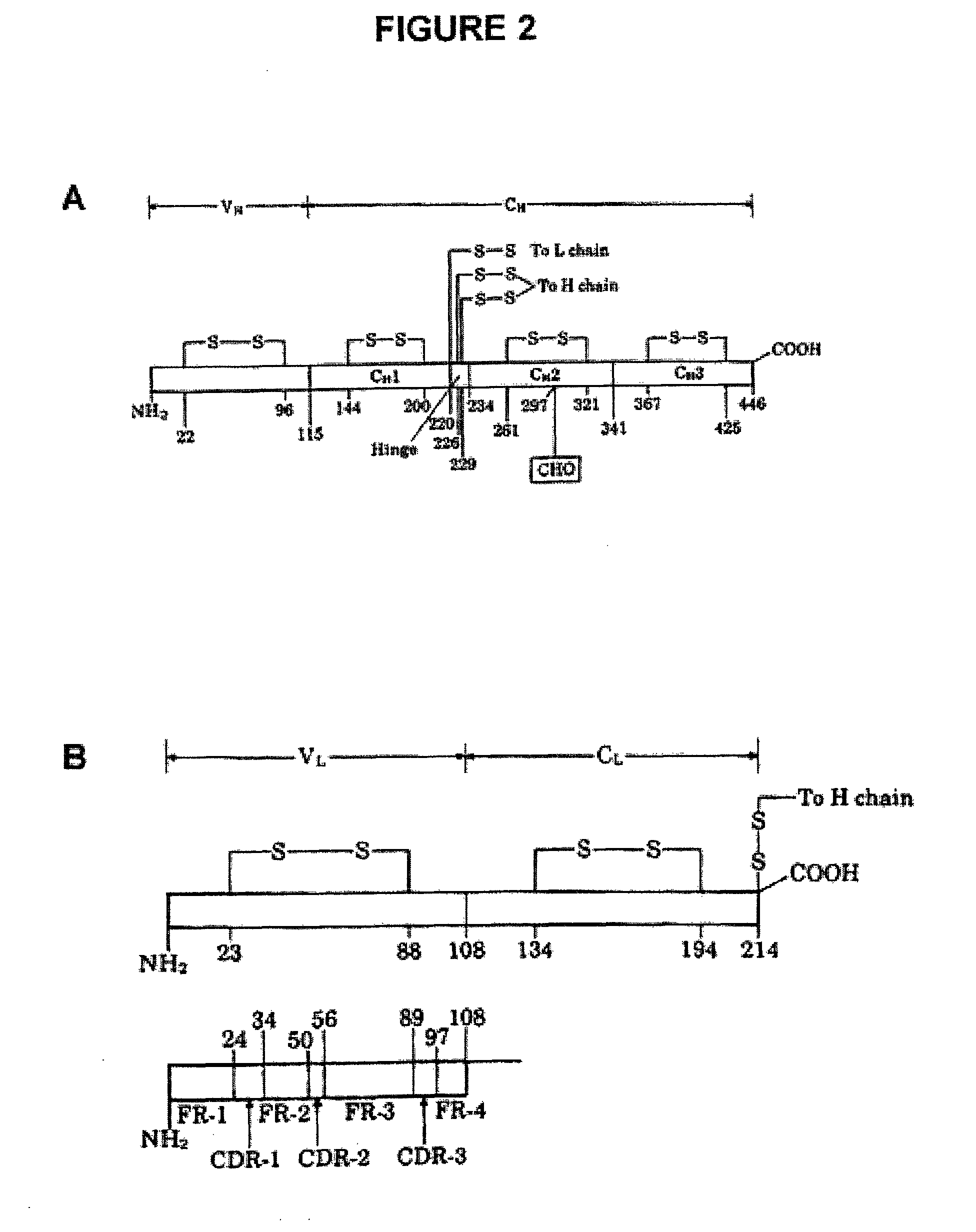 Method for tapping the immunological repertoire