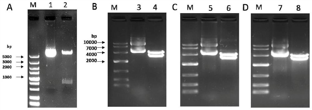 Nucleotide sequence for encoding novel coronavirus antigen and application of nucleotide sequence