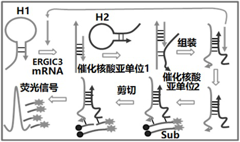 Method for detecting ERGIC3 mRNA based on DNA molecules