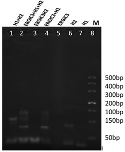 Method for detecting ERGIC3 mRNA based on DNA molecules