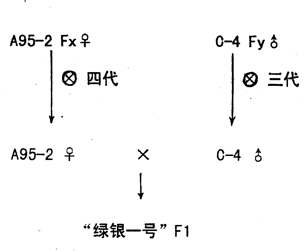 Method for breeding protection field special-purpose Hua'nan type cucumber hybrid species