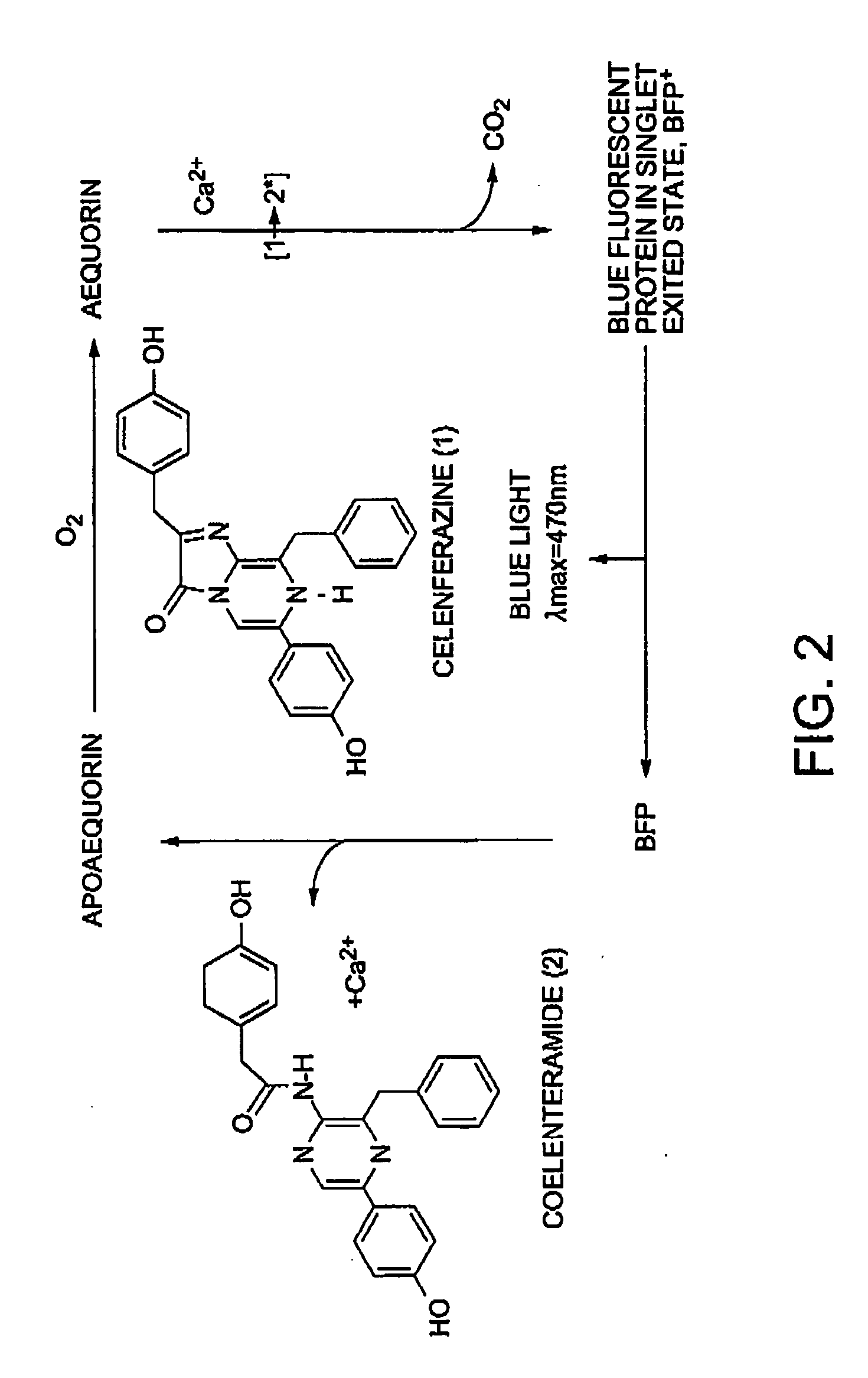 Method of isolating and purifying aequorin, aequorin produced by the method, and process for detecting calcium ions with aequorin