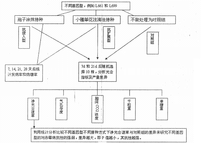 Physiological parameter-based fast identification method of resistance of wheat scab