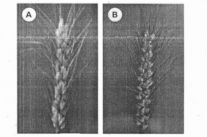 Physiological parameter-based fast identification method of resistance of wheat scab