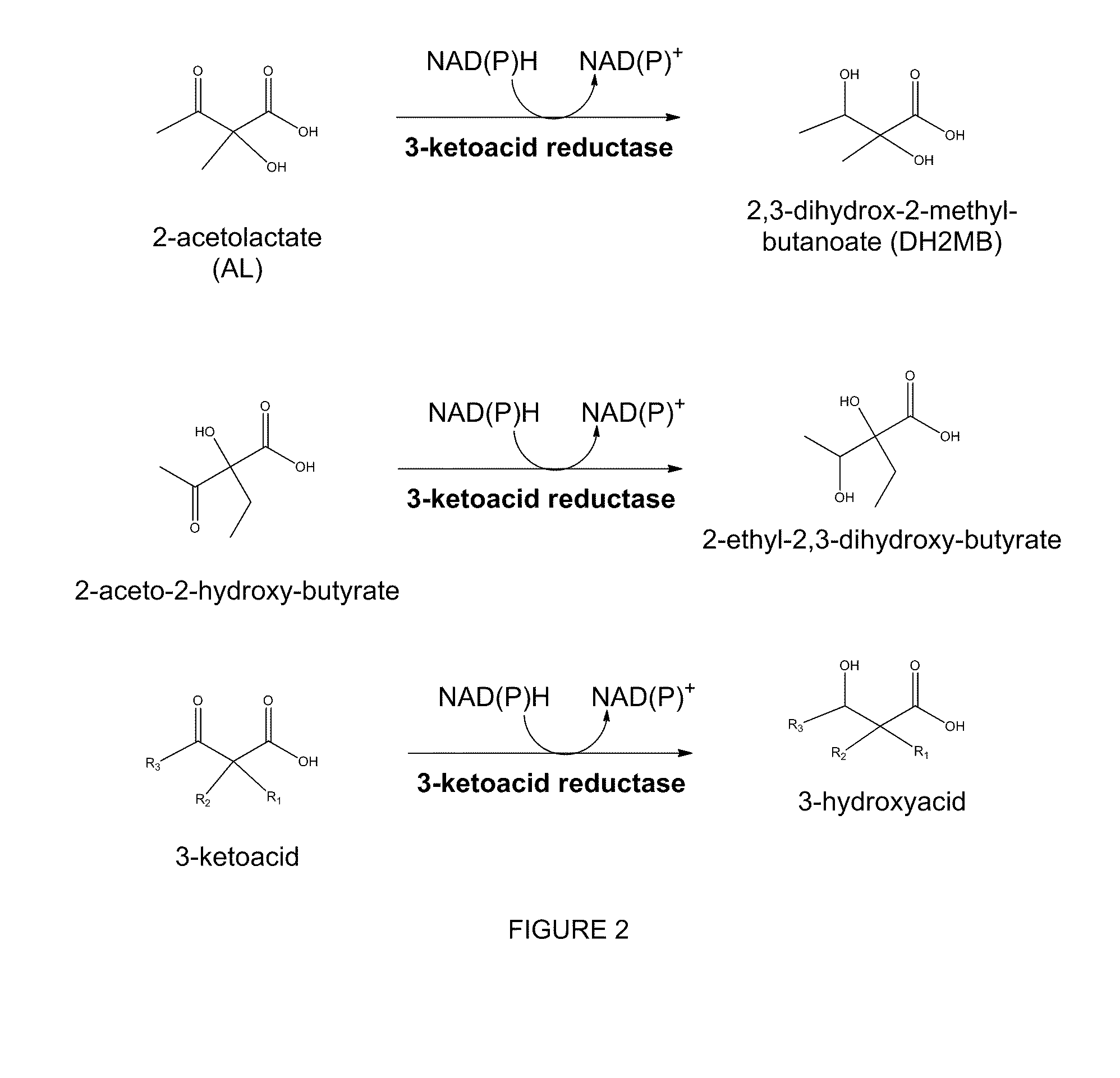 Modified alcohol dehydrogenases for the production of fuels and chemicals