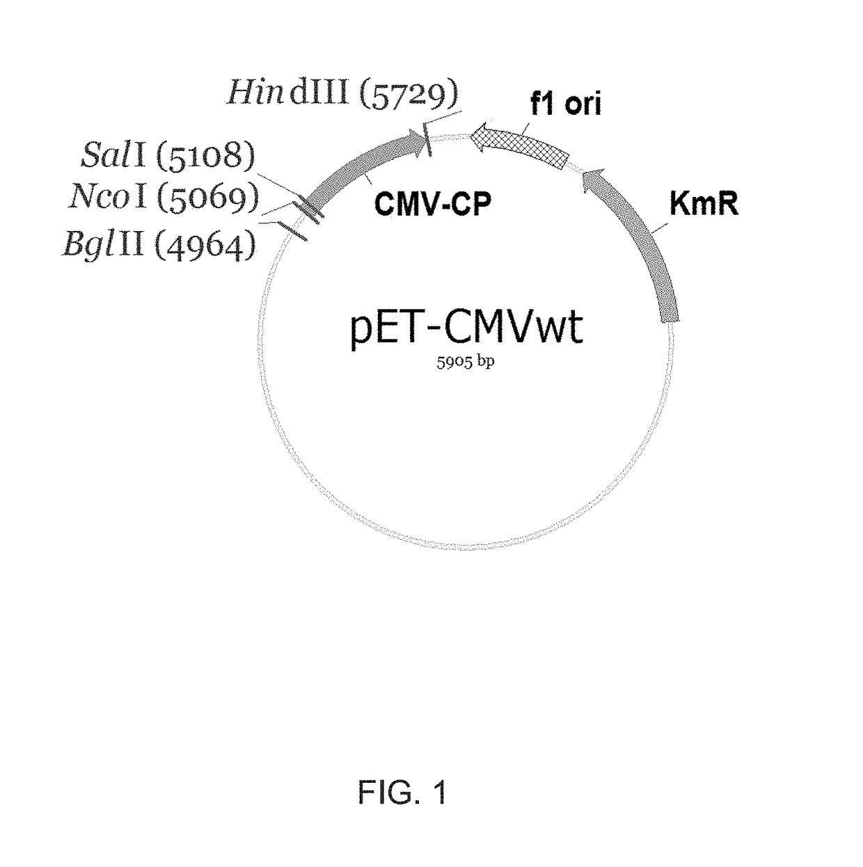 Modified virus-like particles of cmv