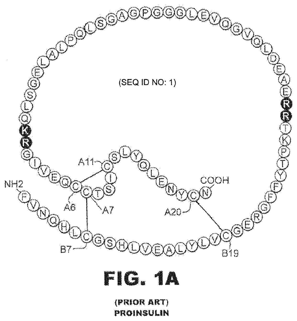 Insulin analogues with a glucose-regulated conformational switch