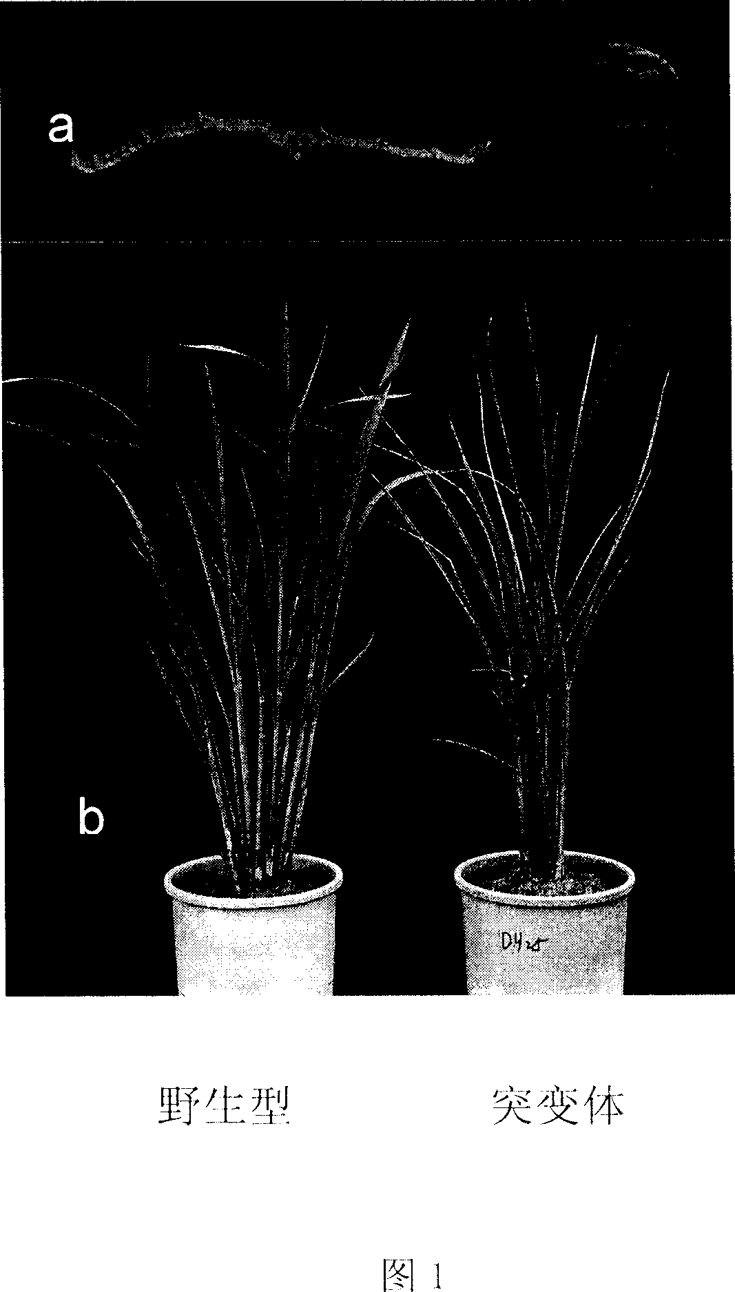Control gene of paddy leaf shape and application thereof