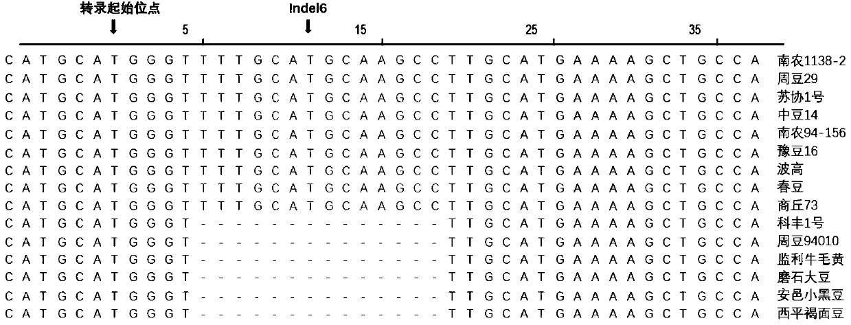 Molecular marker Indel6 for oil related gene and application of molecular marker