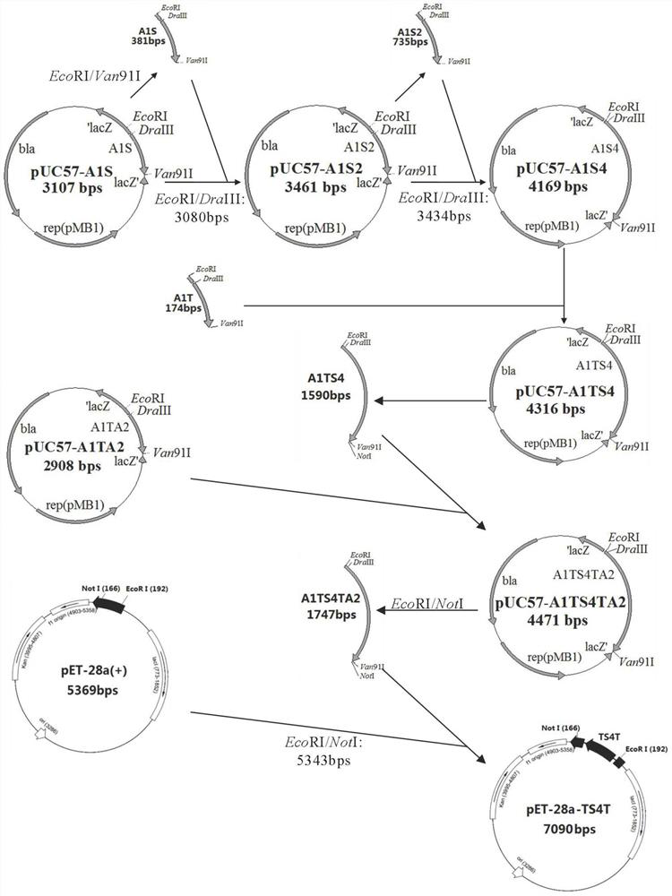 A kind of spidroin-like protein and its biosynthesis method