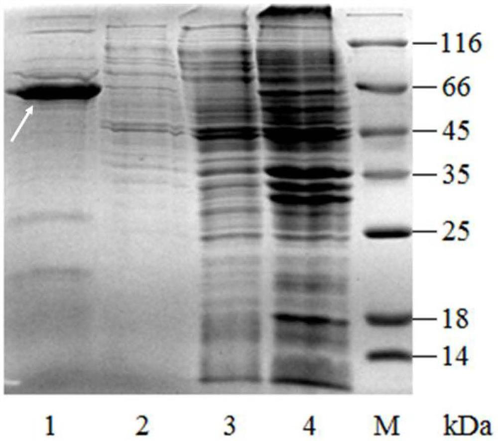 A kind of spidroin-like protein and its biosynthesis method