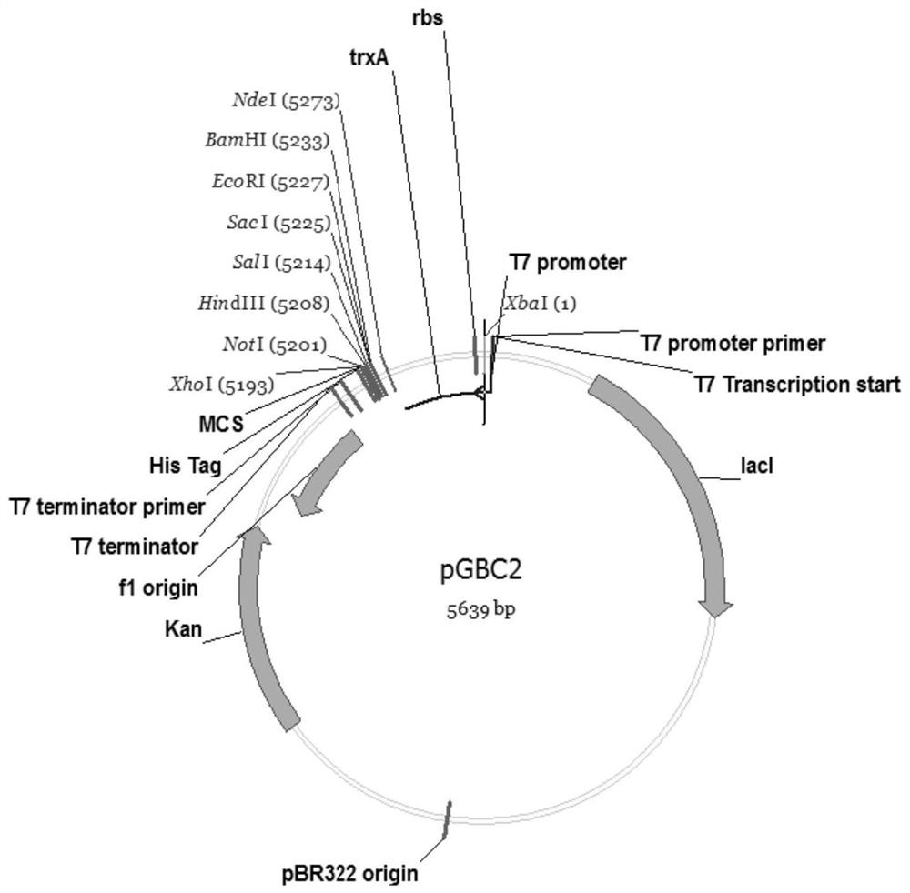 A semi-recombinant preparation method of glp-1 analogs