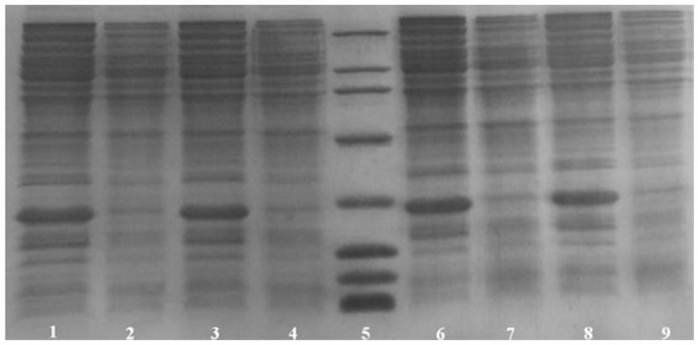 A semi-recombinant preparation method of glp-1 analogs