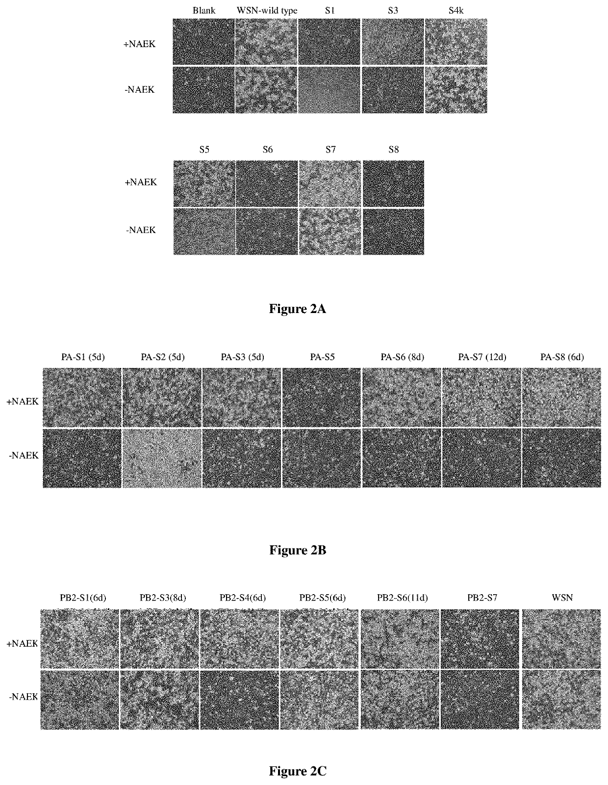 Mutant virus, preparation method therefor and application thereof