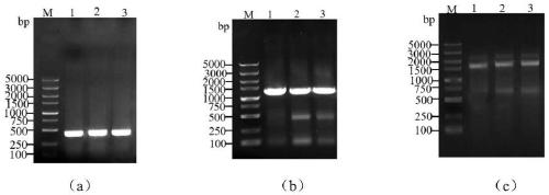 Method and application for improving fermentation enzyme production of bacillus licheniformis by knocking out spoIIQ and pcf genes