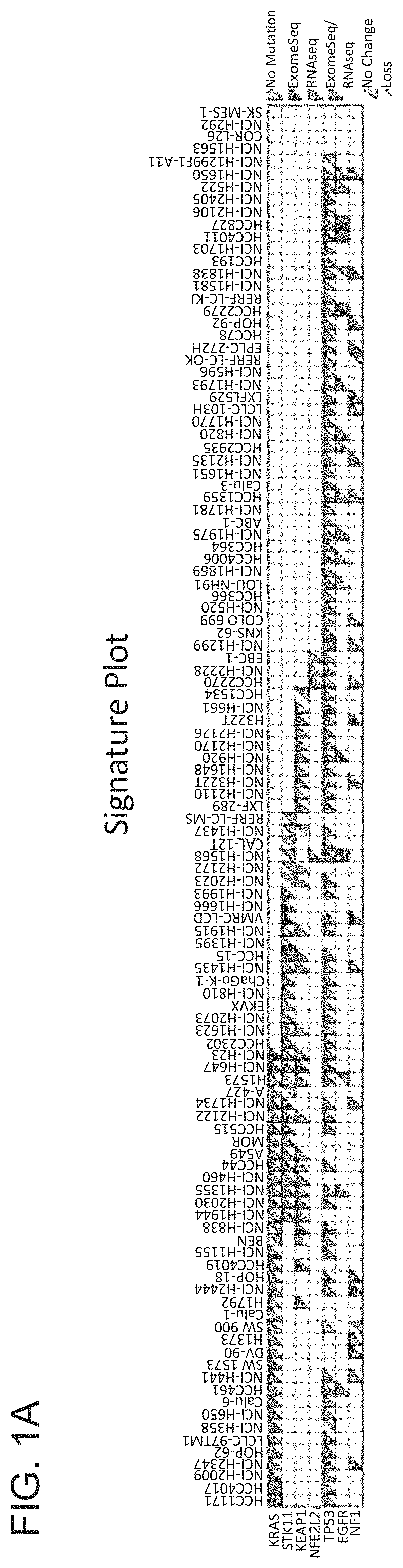 Methods for diagnosing and treating cancer by means of the expression status and mutational status of NRF2 and downstream target genes of said gene