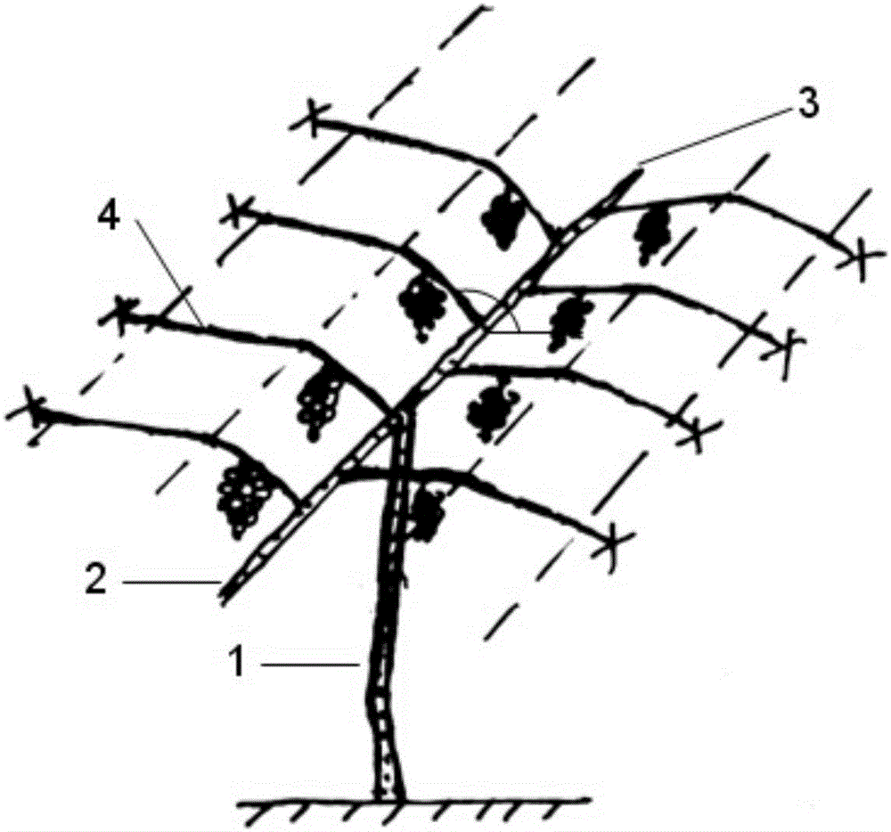 Low-main-vine T-shaped flat canopy frame grape tree form and building method thereof