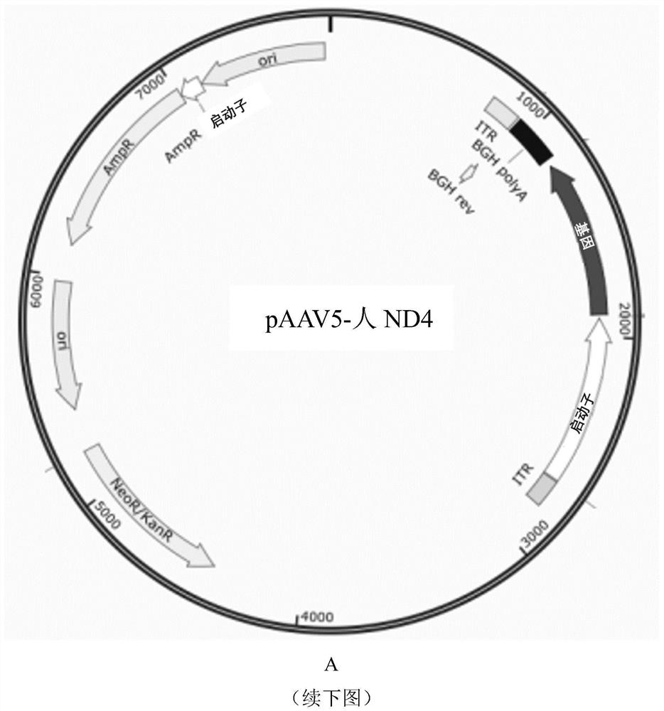 ND4 gene recombinant adenovirus associated virus vector and preparation method and application thereof