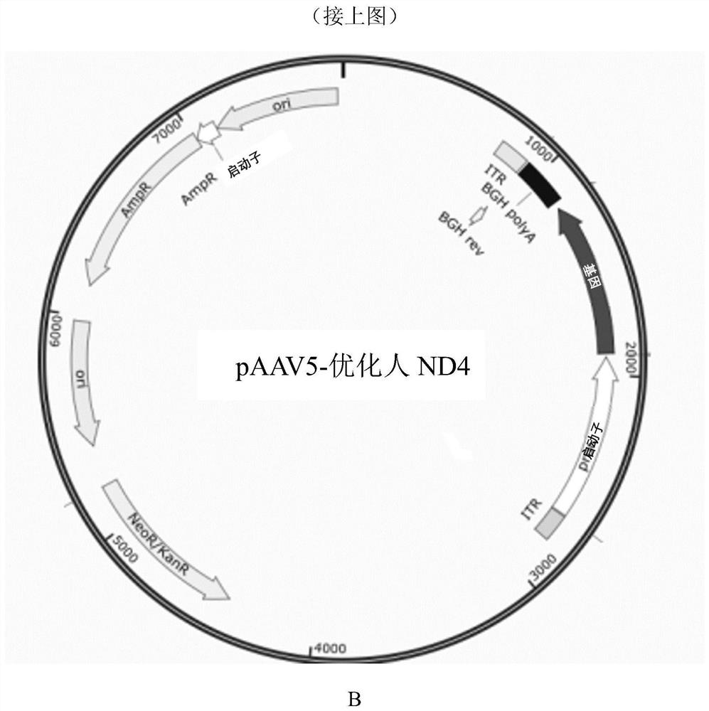 ND4 gene recombinant adenovirus associated virus vector and preparation method and application thereof