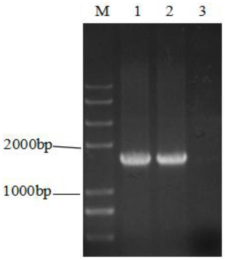 ND4 gene recombinant adenovirus associated virus vector and preparation method and application thereof