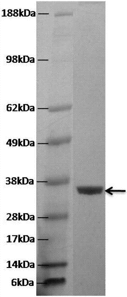 Purification method of tumor vessel blocking agent fusion protein