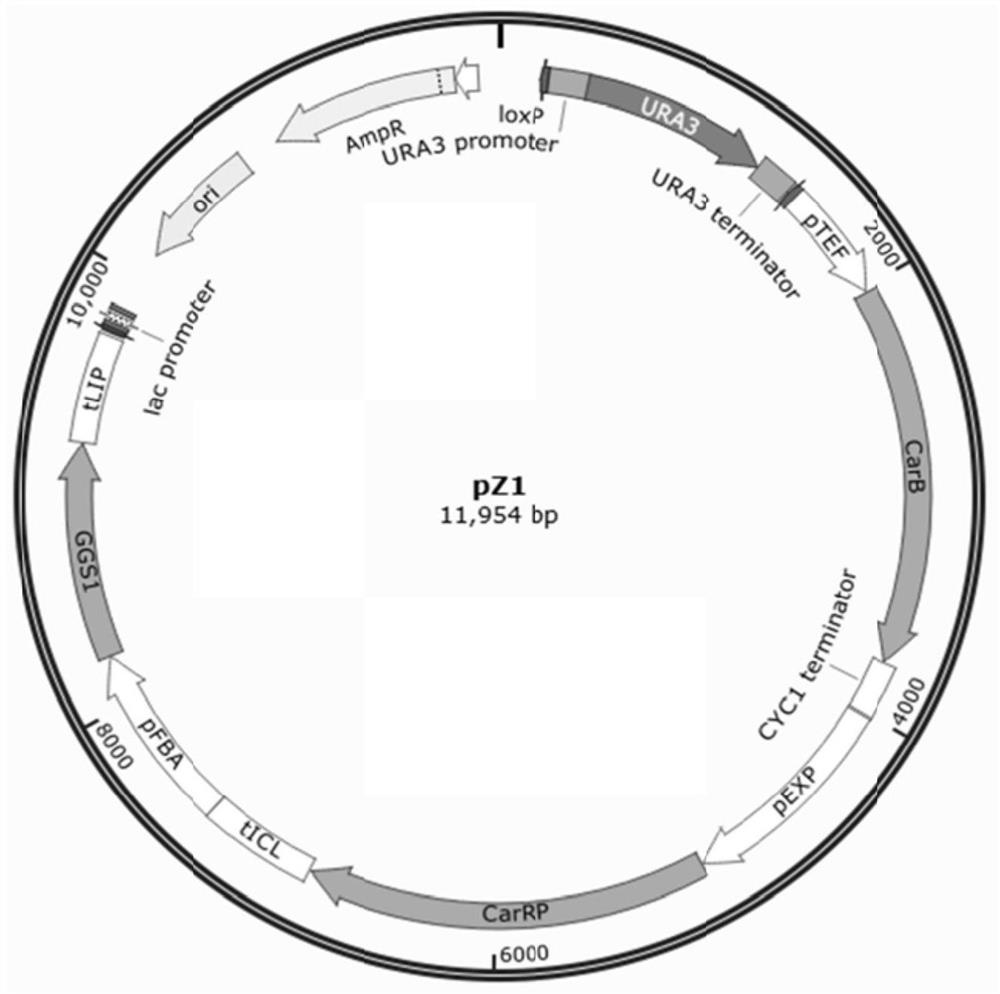 Genetically engineered bacterium for improving yield of beta-carotene and application thereof