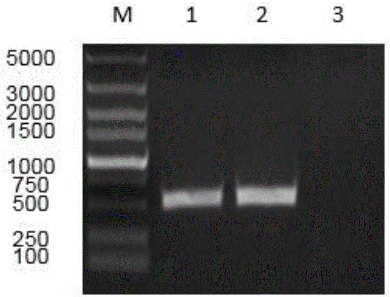 Fusion protein of chicken interferon IFN-lambda and IFN-alpha