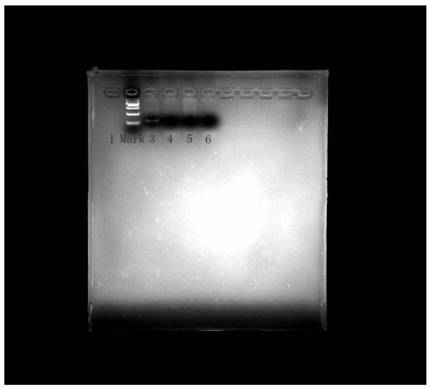 Primer group, probe and kit for detecting porcine reproductive and respiratory syndrome NADC30-like strain