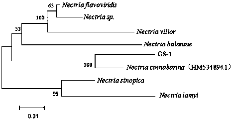 A kind of aroma-producing fungus and its application