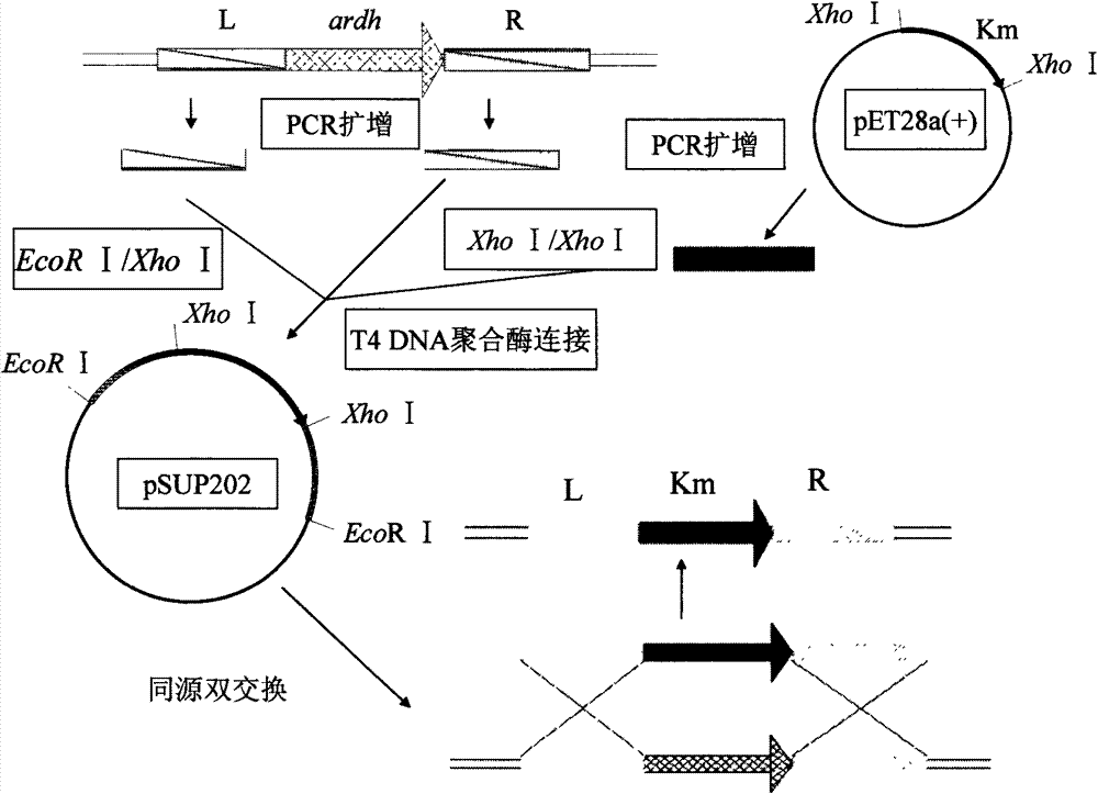 Genetic engineering bacteria of gluconobacter oxydans and construction methods thereof