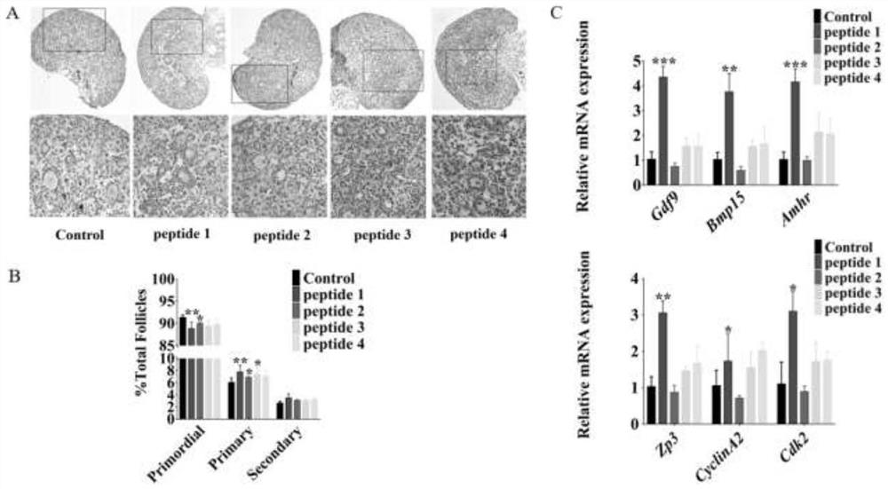 Polypeptide PFAP1 for activating primordial follicles so as to treat or assist in treating premature ovarian failure and application of polypeptide PFAP1
