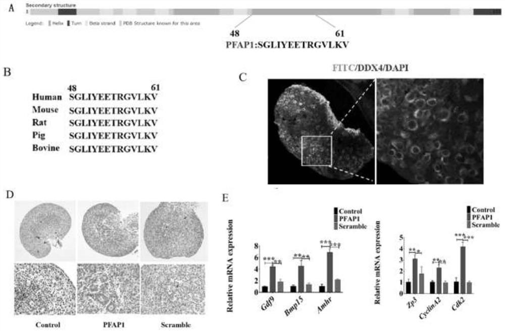 Polypeptide PFAP1 for activating primordial follicles so as to treat or assist in treating premature ovarian failure and application of polypeptide PFAP1