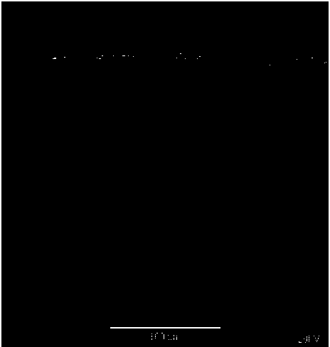 Method for preparing perovskite coating of metallic interconnector by cold spraying and product prepared by same