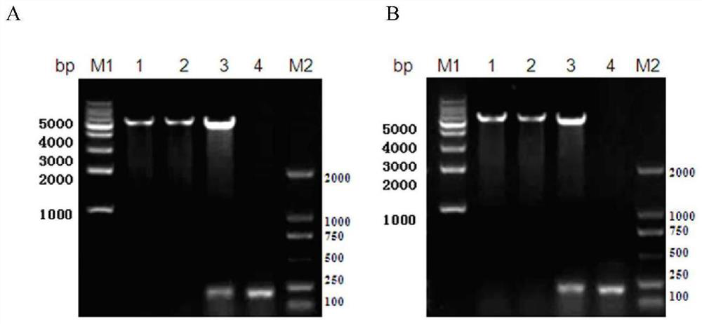 Polypeptide with binding affinity to chlamydia trachomatis MOMP and application of polypeptide