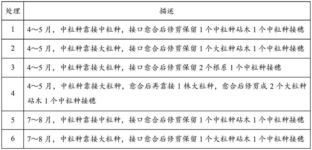 A grafting method for improving root productivity of coffee seedlings