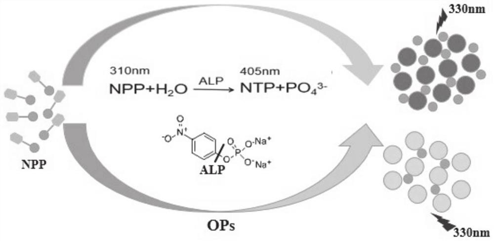 Application of cellulose-based carbon quantum dot preparation in organophosphorus pesticide detection