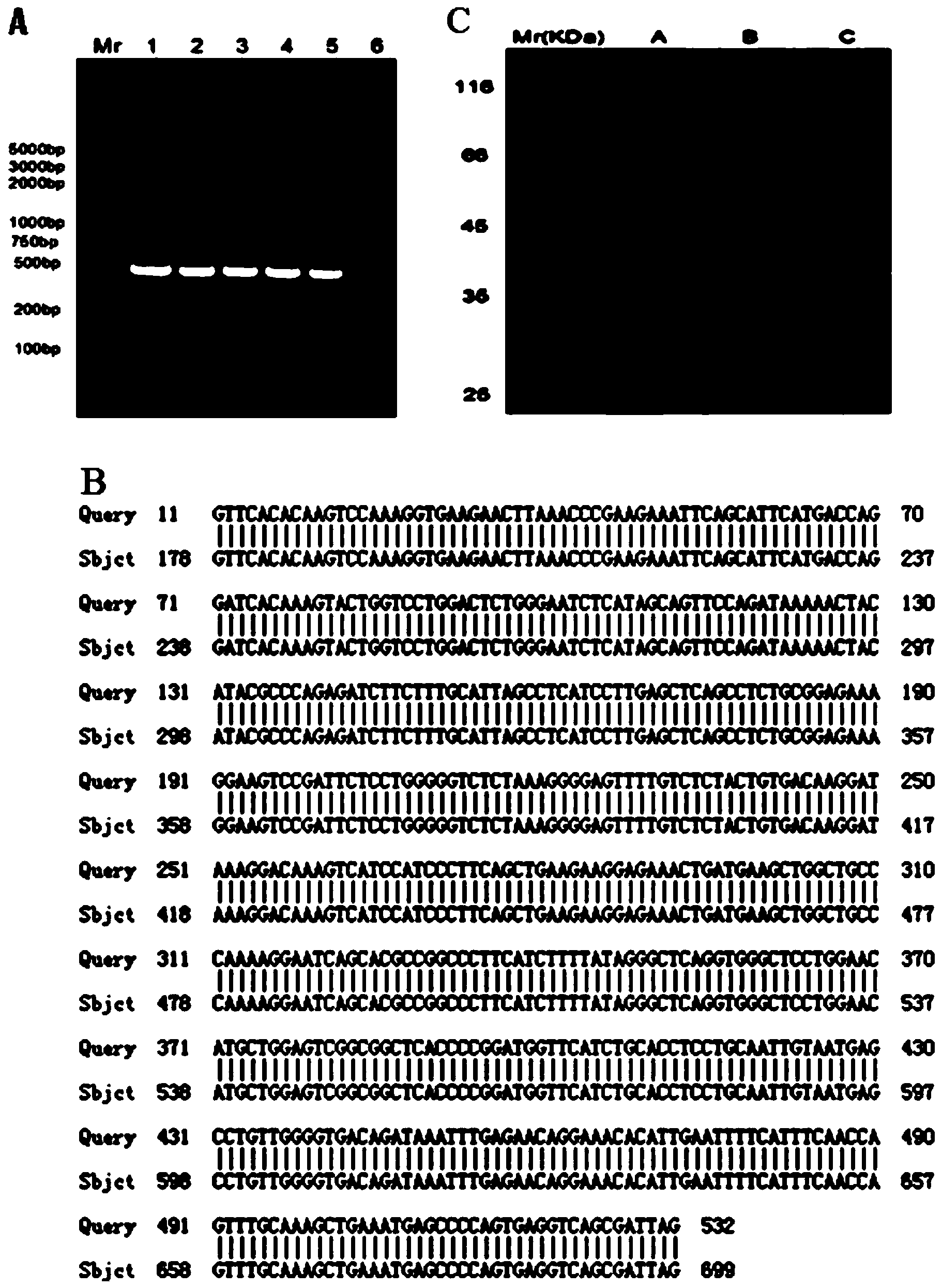 Interleukin 37 containing drug, preparation method and application thereof