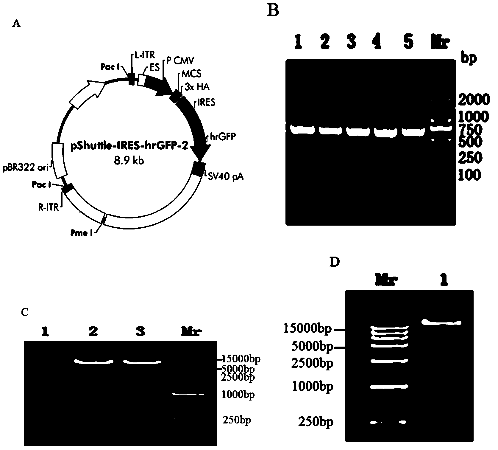 Interleukin 37 containing drug, preparation method and application thereof